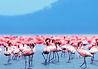 Nairobi City Tours Lake Nakuru National Park 1 Day Tour from Nairobi Nairobi City Tours Lake Nakuru National Park 1 Day Tour from Nairobi