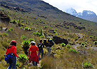 Nairobi city Tours Mount Kenya Climb 1 Day Trek/ Hike Tour from Nairobi Nairobi city Tours Mount Kenya Climb 1 Day Trek/ Hike Tour from Nairobi