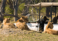 Nairobi City Tours Nairobi National Park, Elephant Orphanage Giraffe Centre Tour