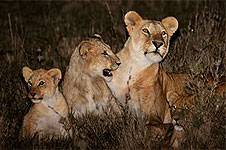 Nairobi City Tours Nairobi Night Game Drive Safari Nairobi City Tours Nairobi Night Game Drive Safari