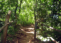 Nairobi City Tours Oloolua Nature Trail Karen Nairobi Guided Walking Tour Nairobi City Tours Oloolua Nature Trail Karen Nairobi Guided Walking Tour