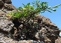 Nairobi City Tours Nairobi Hiking Day Tour Olorngelai Nature Trail 