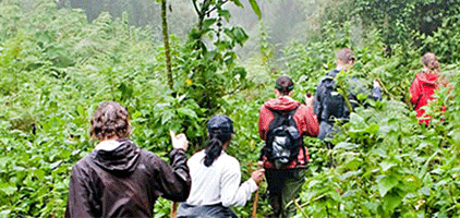 Kampala 1 Day Trips Budongo Forest Chimpanzee Trekking Kampala 1 Day Trips Budongo Forest Chimpanzee Trekking