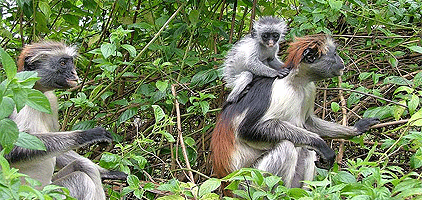 Jozani Forest Tour Zanzibar Day Trip Jozani Forest Tour Zanzibar Day Trip