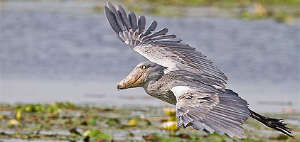 mabamba-swamp-birding-tour