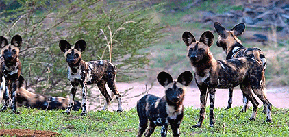 Dar es salaam 1 Day Tours Mikumi National Park Safari Dar es salaam 1 Day Tours Mikumi National Park Safari