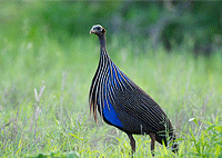 Arusha Day Tours Mkomazi National Park Day Tour