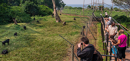 Kampala Day Tour Ngamba Island Chimps Sanctuary Safari Kampala Day Tour Ngamba Island Chimps Sanctuary Safari