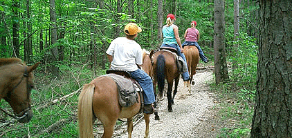 ngong forest sanctuary day tour horse riding ngong forest sanctuary day tour horse riding