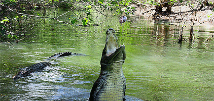 Mombasa Day Tour Mamba Village Crocodile Farm Trip Mombasa Day Tour Mamba Village Crocodile Farm Trip