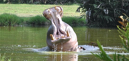 Mombasa Day Tours Haller Park Bamburi Nature Trail Trip Mombasa Day Tours Haller Park Bamburi Nature Trail Trip