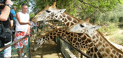 Mombasa Tour Haller Park Ngomongo Village Nguuni Park Mombasa Tour Haller Park Ngomongo Village Nguuni Park