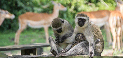 Kisumu Day Tours Impala Sanctuary Park Trip Kisumu Day Tours Impala Sanctuary Park Trip