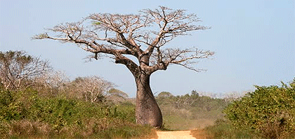 Mombasa Day Trips Mwaluganje Elephant Sanctuary Safari Mombasa Day Trips Mwaluganje Elephant Sanctuary Safari