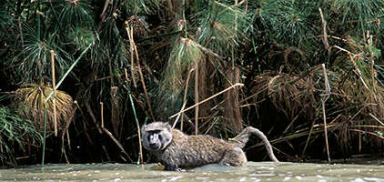 Kisumu Day Tours Ndere Island National Park 1 Day Trip Kisumu Day Tours Ndere Island National Park 1 Day Trip