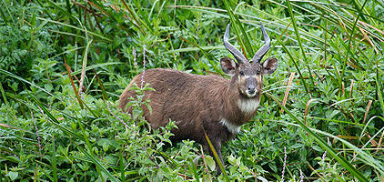 Kisumu Day Tours Saiwa Swamp National Park 1 Day Trip Kisumu Day Tours Saiwa Swamp National Park 1 Day Trip