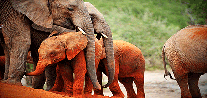 Mombasa Day Trips Tsavo East National Park 1 Day Safari Mombasa Day Trips Tsavo East National Park 1 Day Safari