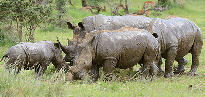 Lewa Wildlife Conservancy 2 Days 1 Night Safari Lewa Wildlife Conservancy 2 Days 1 Night Safari