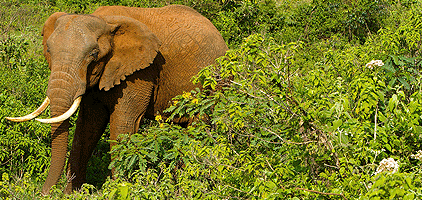 Aberdare National Park Safari 2 Days 1 Night Tour Aberdare National Park Safari 2 Days 1 Night Tour