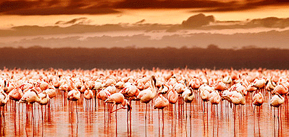 2 Days 1 Night Lake Nakuru Elementaita Naivasha Safari 2 Days 1 Night Lake Nakuru Elementaita Naivasha Safari