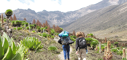 2 Days 1 Night Mt Kenya Climbing Sirimon Route Moorland 2 Days 1 Night Mt Kenya Climbing Sirimon Route Moorland