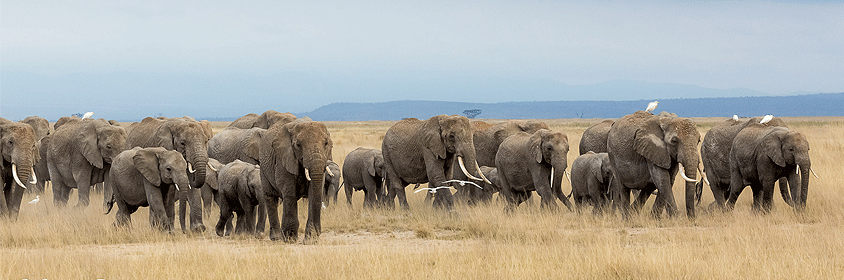 Amboseli National Park Safari 3 Days 2 Nights Kenya Safari Amboseli National Park Safari 3 Days 2 Nights Kenya Safari