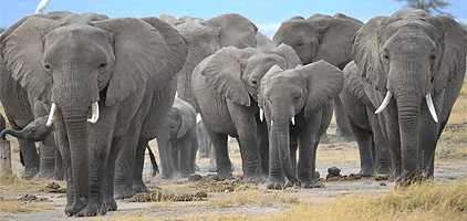 3 Days 2 Nights Amboseli Tsavo West Kenya Safari 3 Days 2 Nights Amboseli Tsavo West Kenya Safari