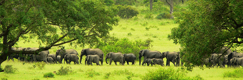 Mombasa Safari Shimba Hills Reserve 3 Days 2 Nights Mombasa Safari Shimba Hills Reserve 3 Days 2 Nights