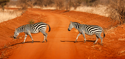 Tsavo West National Park Safari 3 Days 2 Nights Tsavo West National Park Safari 3 Days 2 Nights