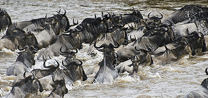 Maasai Mara Game Reserve 4 Days 3 Nights road Safari Maasai Mara Game Reserve 4 Days 3 Nights road Safari