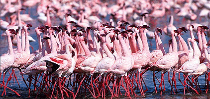 4 Days 3 Nights Samburu Game Reserve Lake Nakuru Safari 4 Days 3 Nights Samburu Game Reserve Lake Nakuru Safari