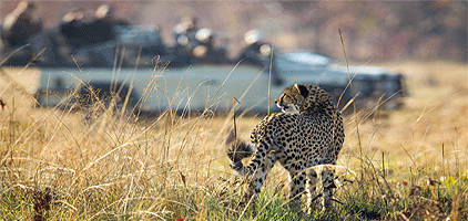 5 Day Kenya Safari Aberdare Lake Nakuru Masai Mara Tour