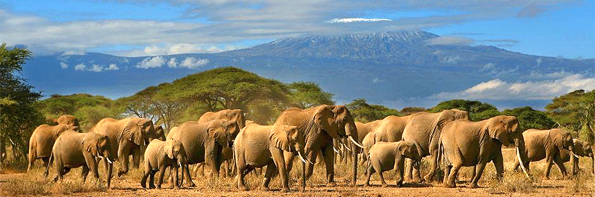 5 Days Kenya Safari Amboseli Nakuru Masai Mara Tour 5 Days Kenya Safari Amboseli Nakuru Masai Mara Tour