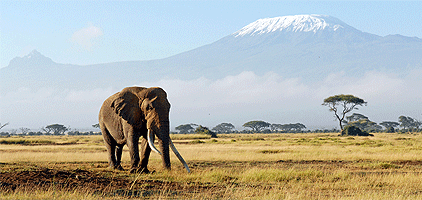 4 Days Mombasa Safari Tsavo West Amboseli Tsavo East 4 Days Mombasa Safari Tsavo West Amboseli Tsavo East
