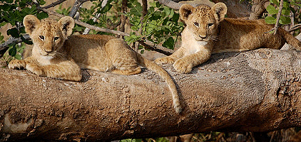 3 Days 2 Nights Amboseli Tsavo West Kenya Safari 3 Days 2 Nights Amboseli Tsavo West Kenya Safari