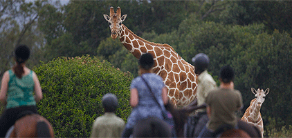 3 Days 2 Nights Ark Aberdare Country Club Safari Holiday 3 Days 2 Nights Ark Aberdare Country Club Safari Holiday