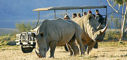 4 Days 3 Nights Safari Lake Nakuru Elementaita Masai Mara 4 Days 3 Nights Safari Lake Nakuru Elementaita Masai Mara