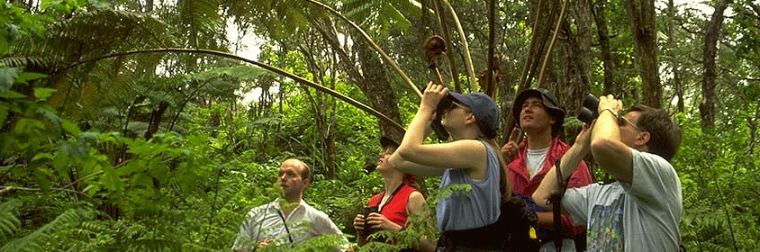 3 Days Kakamega Rainforest Reserve Birdwatching Tour 3 Days Kakamega Rainforest Reserve Birdwatching Tour