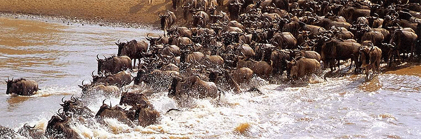 Kisumu Masai Mara Game Reserve Safari 3 Days 2 Nights Kisumu Masai Mara Game Reserve Safari 3 Days 2 Nights