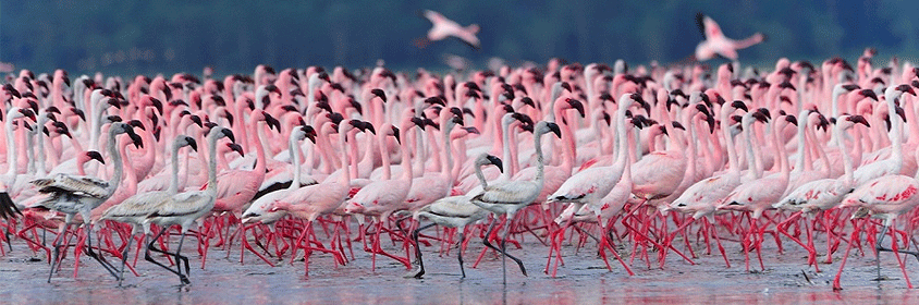 Lake Nakuru Park Lake Bogoria Safari 3 Days 2 Nights Tour Lake Nakuru Park Lake Bogoria Safari 3 Days 2 Nights Tour