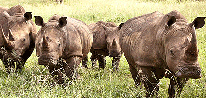 3 Day Safari Lake Nakuru Naivasha Hells Gate Park 3 Day Safari Lake Nakuru Naivasha Hells Gate Park