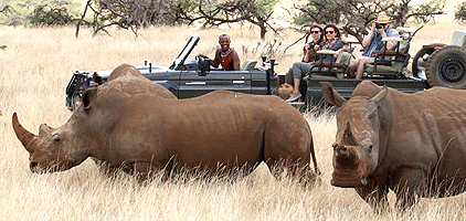Lewa Downs Wildlife Conservancy 3 Days 2 Nights Safari Lewa Downs Wildlife Conservancy 3 Days 2 Nights Safari