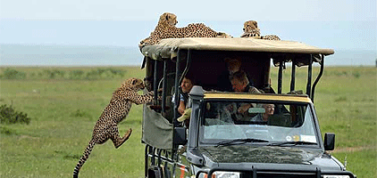 Maasai Mara Game Reserve 4 Days 3 Nights road Safari Maasai Mara Game Reserve 4 Days 3 Nights road Safari