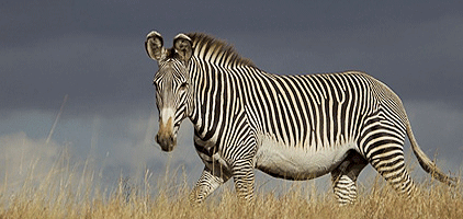 3 Days 2 Nights Meru National Park Road Safari 3 Days 2 Nights Meru National Park Road Safari