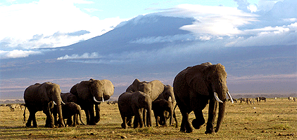 Mombasa Safari Amboseli National Park 3 Days 2 Nights Mombasa Safari Amboseli National Park 3 Days 2 Nights