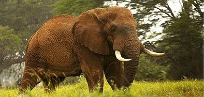 3 Days Mombasa Safari Taita Hills Sanctuary Tsavo West 3 Days Mombasa Safari Taita Hills Sanctuary Tsavo West