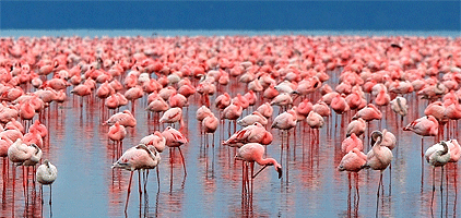 4 Days 3 Nights Safari Lake Nakuru Elementaita Masai Mara 4 Days 3 Nights Safari Lake Nakuru Elementaita Masai Mara