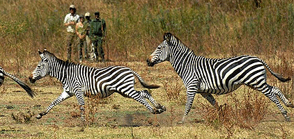 5 Day Kenya Safari Lake Nakuru Naivasha Masai Mara Tour 5 Day Kenya Safari Lake Nakuru Naivasha Masai Mara Tour