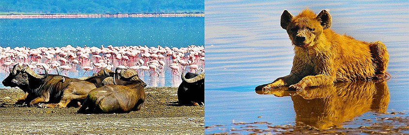 5 Days Safari Mt Kenya Safari Club Nakuru Masai Mara Tour 5 Days Safari Mt Kenya Safari Club Nakuru Masai Mara Tour