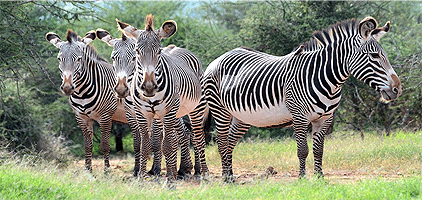 5 Days 4 Nights Kenya Safari Samburu Nakuru Masai Mara 5 Days 4 Nights Kenya Safari Samburu Nakuru Masai Mara